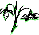 snow drop