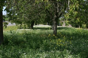 Wildflower Meadow